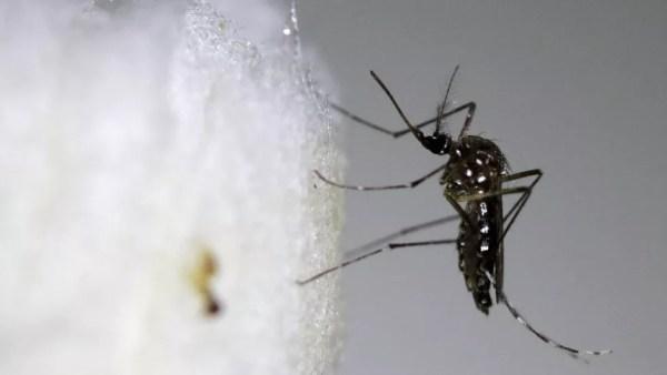 De acordo com especialista, mosquito Aedes aegipty prefere áreas com movimento  (Foto: Reuters)