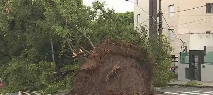 Árvore de grande porte cai durante tempestade no bairro Santa Amélia, na Região da Pampulha — Foto: Reprodução/TV Globo