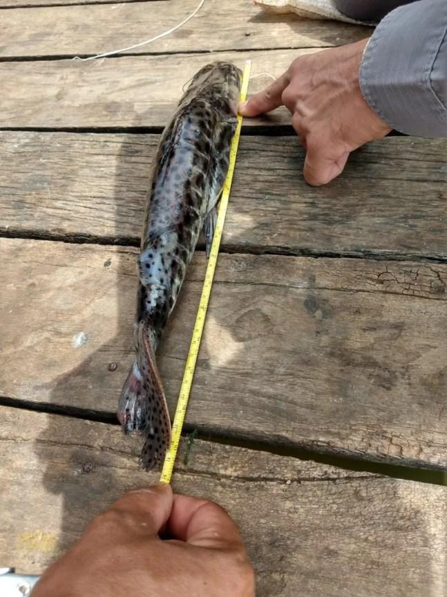 Peixes e acessórios usados na pescar irregular foram apreendidos — Foto: Polícia Militar Ambiental 