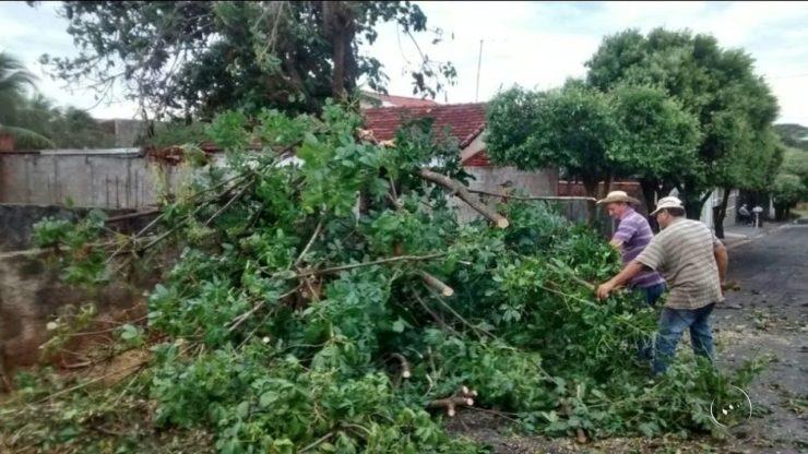 Vento arranca árvores e destelha casas em General Salgado
