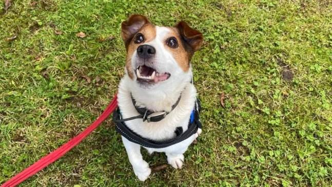 Charlie é um Fox Terrier abandonado por seus donos, que fingiram que ele foi encontrado na rua — Foto: Hope Rescue via BBC