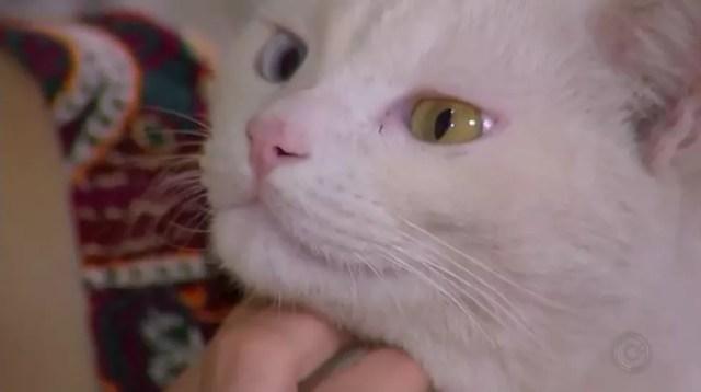 Gato Kenay tem heterocromia e dona é apaixonada pelas cores dos olhos do animal (Foto: Reprodução/TV TEM)