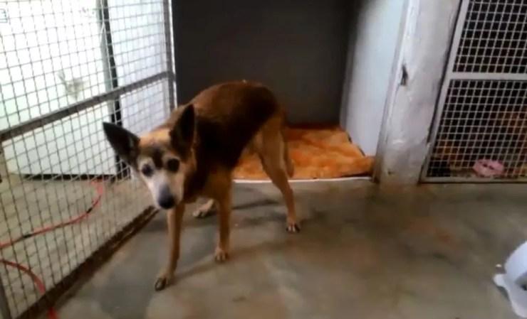 Cachorro resgatado em bairro de Botucatu se recupera em Canil Municipal e esta à espera de adoção (Foto: Canil Municipal / Divulgação)