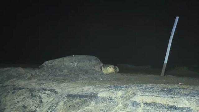 Desova de tartarugas em Regência no Espírito Santo — Foto: Ari Melo/ TV Gazeta