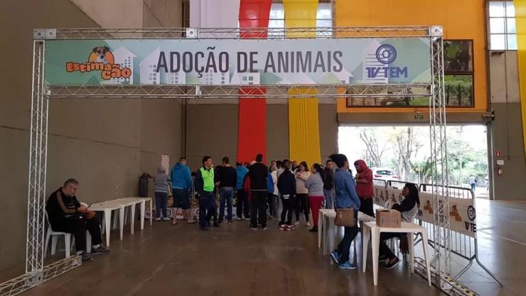 Estimacão promoveu o encontro de novos lares para os animais de ONG de Jundiaí (Foto: Moniele Nogueira/TV TEM)