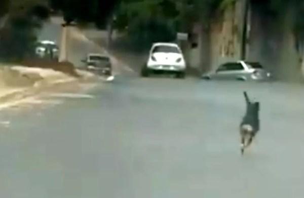 Vídeo mostra suposto abandono de cão em rua de Bauru (Foto: Facebook/Reprodução)
