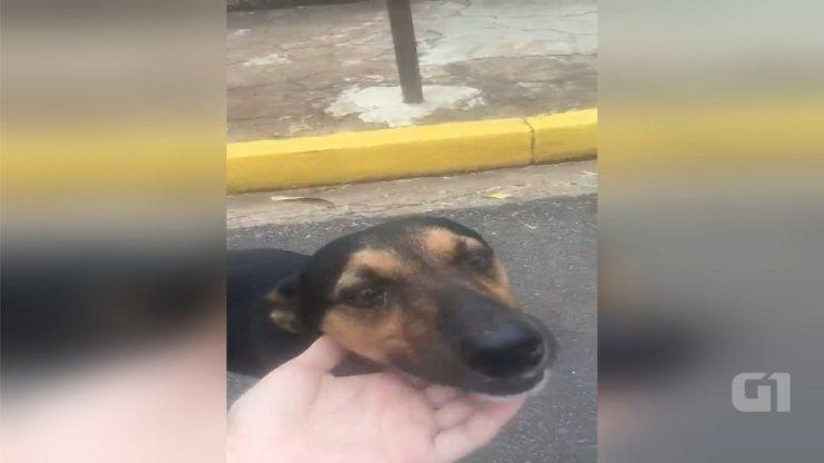 Vídeo de abandono de cão em rua de Bauru vira caso de polícia