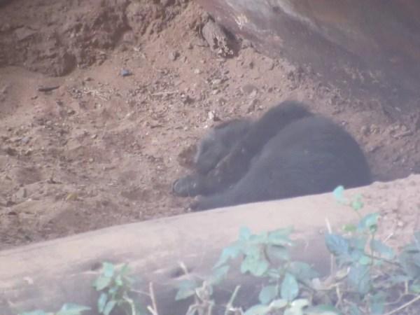 Filhote de lobo-guará é o terceiro da espécie a nascer no zoo de Bauru  (Foto: Zoológico de Bauru/ Divulgação )