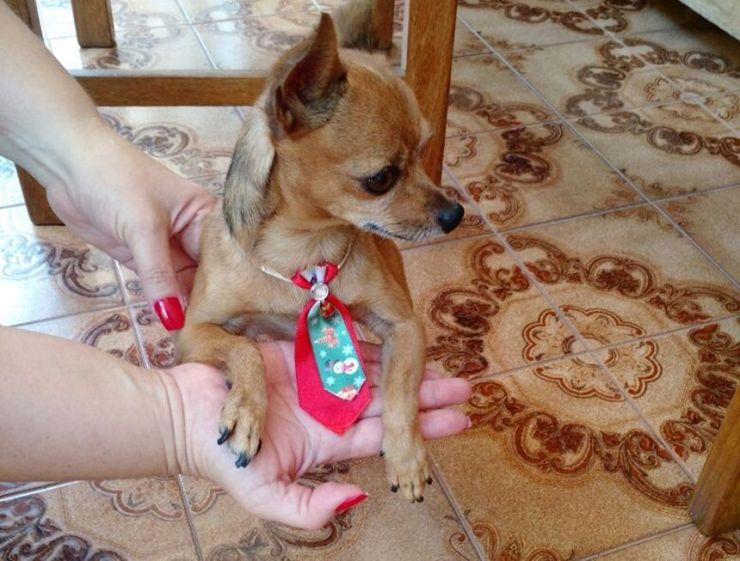 Mulher comunica encontro de cão da raça Pinscher na cidade de Olimpia