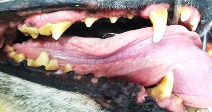 Problema dentário mais comum entre os animais é a doença periodontal (Foto: Divulgação)
