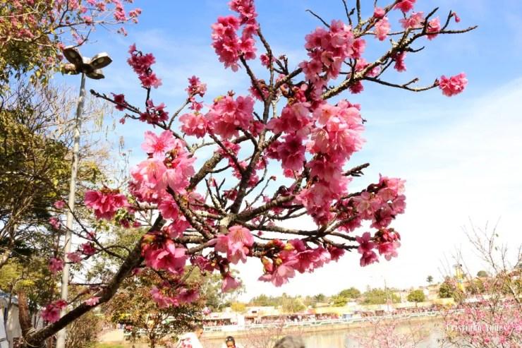 Visitantes podem aproveitar o espetáculo proporcionado pela beleza natural das cerejeiras (Foto: Divulgação)