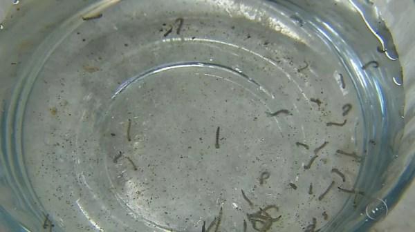 Índice de infestação do mosquito Aedes aegypti em Birigui (SP) é considerado alto (Foto: Reprodução/TV TEM)