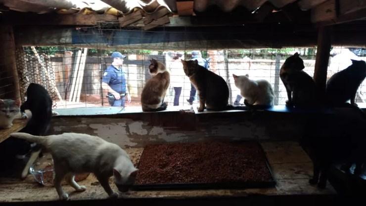 Animais foram retirados de casa em Sorocaba (Foto: Jonas Almeida/TV TEM )