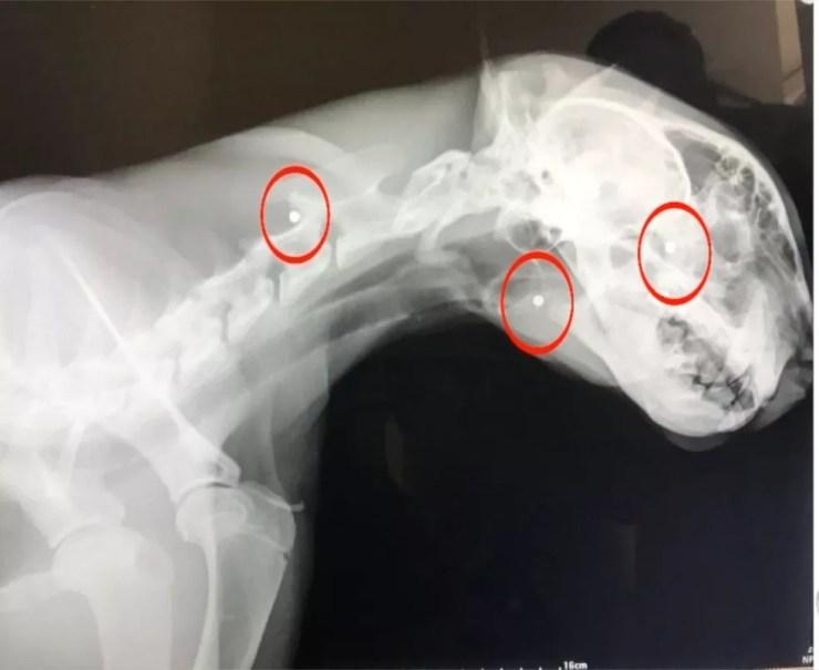Radiografias identificaram que a onça estava com vários chumbinhos pelo corpo (Foto: Reprodução/TVCA)
