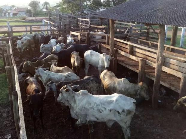 Ao todo, foram recuperadas 27 cabeças de gado (Foto: Divulgação/Polícia Militar)