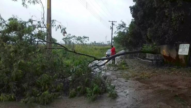 Árvore caiu devido à chuva e impediu passagem no local (Foto: Messias Donnega)