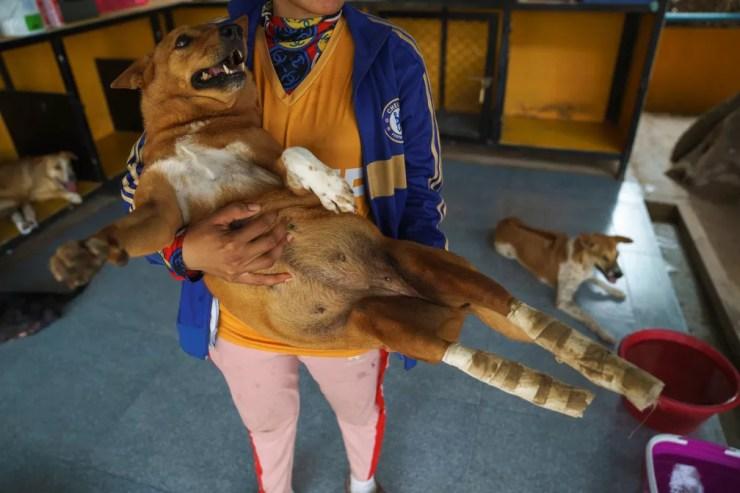 Funcionário carrega cachorro deficiente na fundação 'The Man That Rescues Dogs', em Chonburi, Tailândia — Foto: Athit Perawongmetha/Reuters