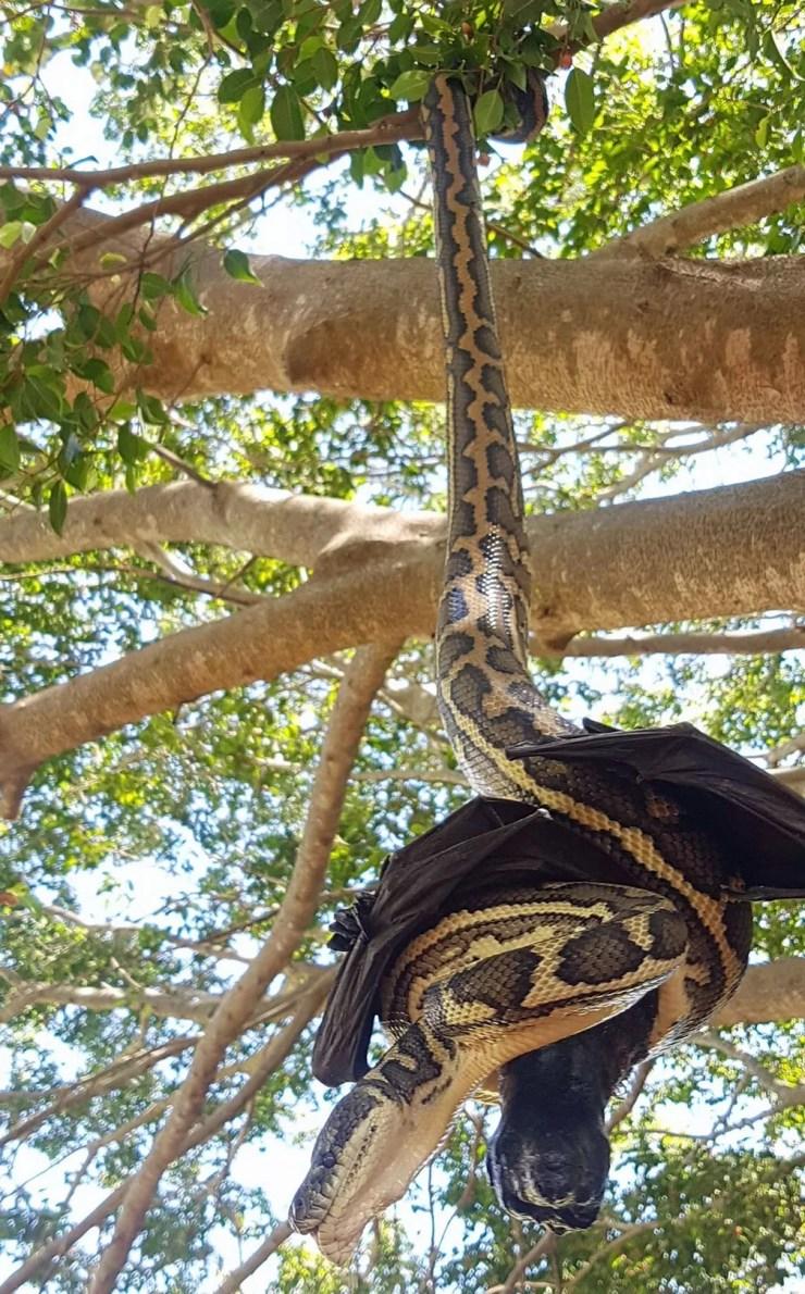 Cobra tenta comer morcego na Austrália (Foto: Reprodução/Facebook/Redland's Snake Catcher)