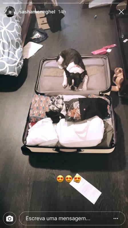 Sasha arruma malas da viagem