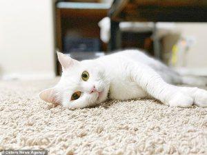 Conheça Ivory, a gata de olhos fluorescentes e que mudam de cor