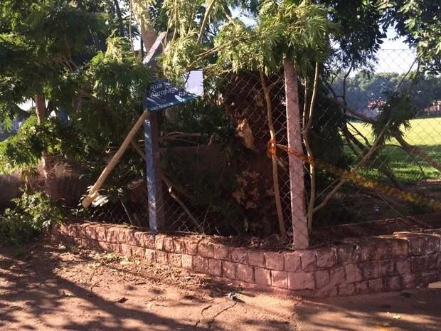 Árvore caiu e atingiu fios da rede elétrica (Foto: Graciela Andrade/TV TEM)