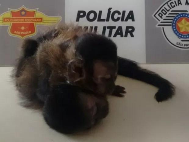 Macacos foram encontrados dentro do veículo  (Foto: Divulgação/Polícia Militar)