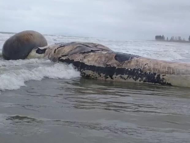 Baleia morta em Ilha Comprida com bolsa de ar de pulmão em evidência (Foto: Cristian Negrão/Arquivo Pessoal)