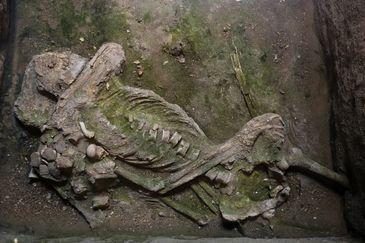  Josefina Bakhita, primeiro esqueleto completo encontrado no Cemitperio dos Pretos Novos, na região portuária do Rio. 