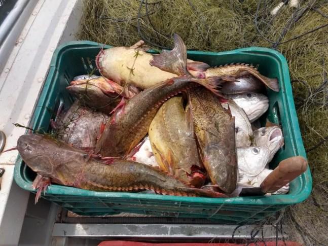 Peixes e acessórios usados na pescar irregular foram apreendidos — Foto: Polícia Militar Ambiental 