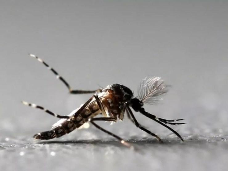 Mosquito Aedes Aegypti é alvo de campanha em todo país para combater dengue, chikungunya e zika — Foto: Paulo Whitaker/Reuters