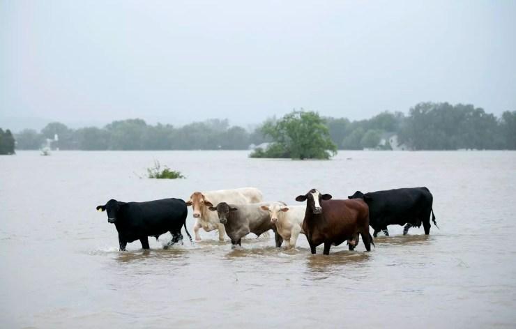 Gado é visto em pastagem inundada após passagem do furacão Harvey, em La Grange, no Texas