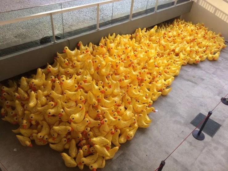 Patos serão distribuídos (Foto: Paula Paiva Paulo/G1)