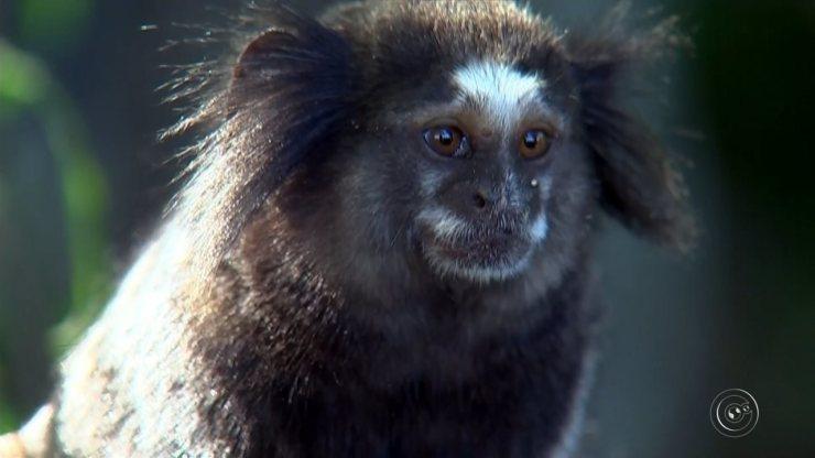 Zoológico de Bauru completa 37 anos e vai receber novos animais