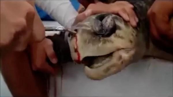 Vídeo mostra biólogos retirando canudo da narina de uma tartaruga na Costa Rica  (Foto: BBC)