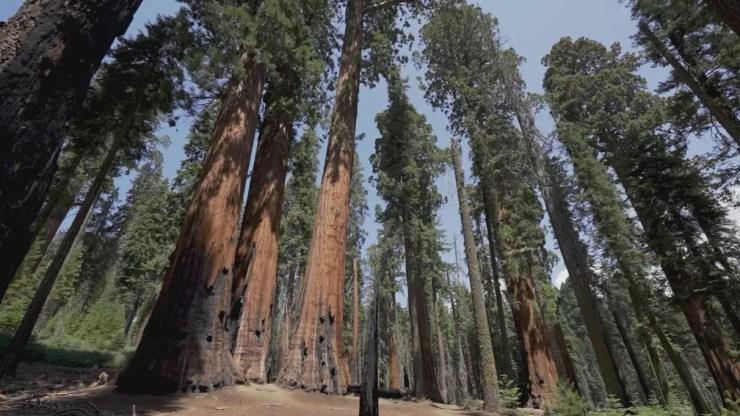 Parque Nacional das Sequoias Gigantes, nos EUA — Foto: Globo Repórter/ Reprodução