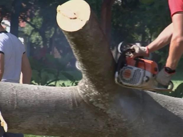 Bombeiros tiveram trabalho para retirar árvore do local (Foto: Reprodução/TV TEM)