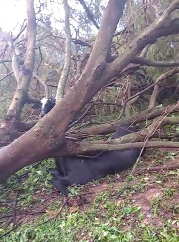 Animais foram atingidos por árvore que caiu durante tempestade (Foto: Arquio Pessoal )