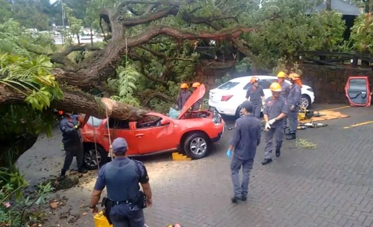 Bombeiros cortam árvore que caiu e atingiu carro em Piracicaba; uma pessoa morreu — Foto: Edijan Del Santo/EPTV