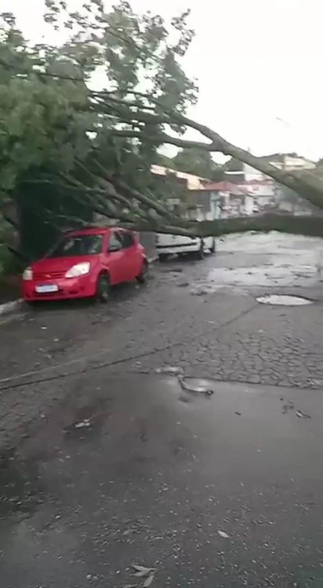 Árvore atinge carro na Zona Sul de SP. — Foto: Reprodução