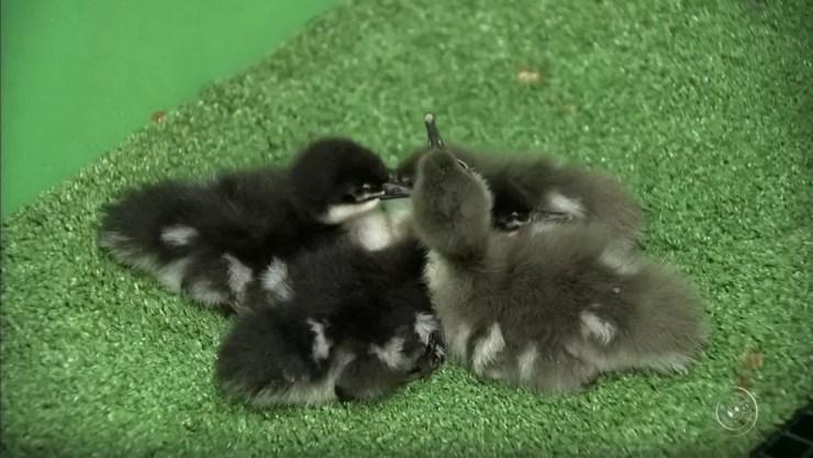 Filhotes de pato-mergulhão nasceram em zoológico de Itatiba (Foto: TV TEM/Reprodução)
