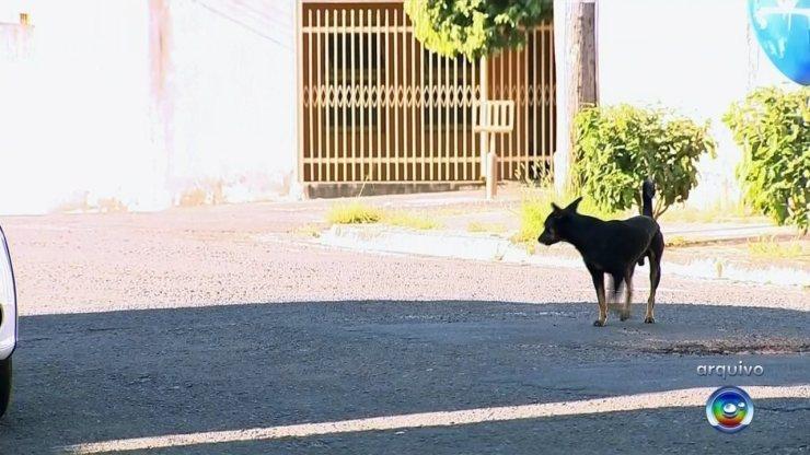 TJ condena Prefeitura de Marília a criar abrigo municipal para animais de rua