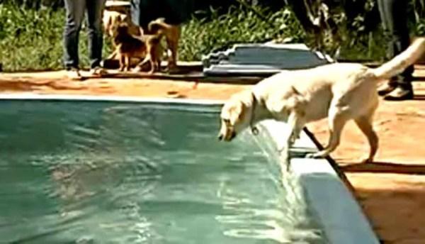 Cães devem ser secados após atividades na água, seja em piscina ou no mar, para evitar fungos (Foto: Reprodução/TV Globo)