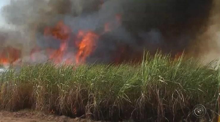 Três fazendas com plantação de cana-de-açúcar foram atingidas (Foto: Reprodução / TV TEM)