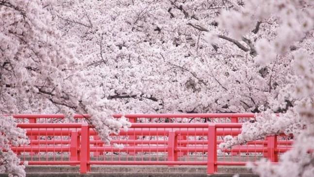 'O cavalheirismo é uma flor, não menos nativa do solo do Japão do que seu emblema, a flor de cerejeira...', escreveu Nitobe — Foto: Getty Images/BBC