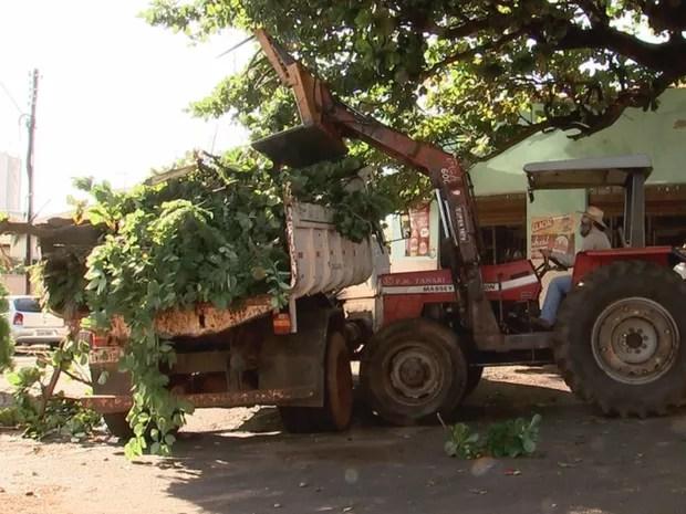 Prefeitura recolhe árvore que caiu em Tanabi (Foto: Reprodução/ TV TEM)