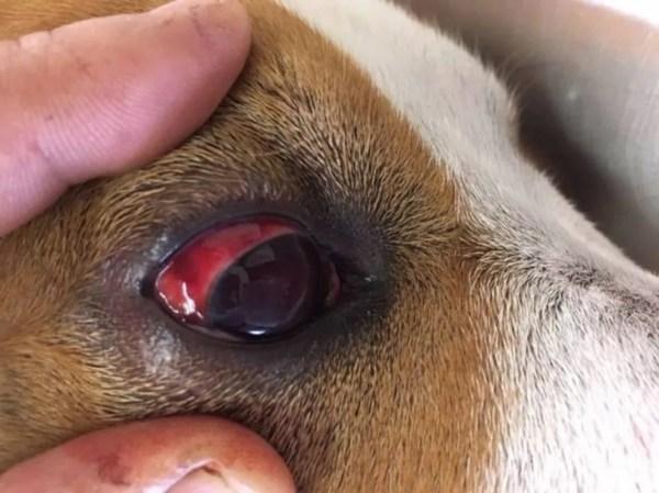 Animal chegou a perder a visão de um dos olhos (Foto: Arquivo Pessoal)