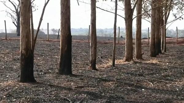 Incêndio destruiu plantação de eucalipto onde tinha criação de gado em Andradina (SP) (Foto: Reprodução/TV TEM)