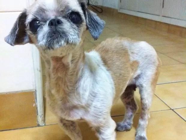 A cadela Nina, da estudante Juliana, emagreceu cinco quilos por causa da doença (Foto: Arquivo pessoal)