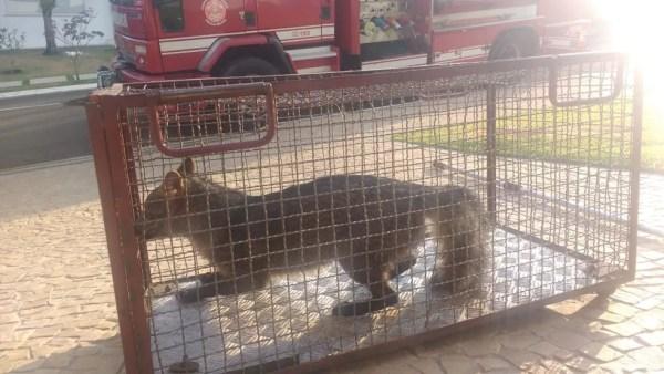 Animal foi levado para a Polícia Ambiental que fará a soltura  (Foto: Corpo de Bombeiros / Divulgação )