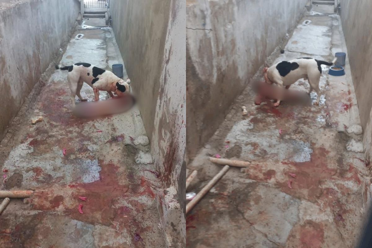 Criança dois anos é atacada por pitbull no Jardim Amanda em Hortolândia - Imagem: Reprodução / X / @NotiGore